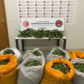 Van&#039;da "dev soğan" bitkileriyle yakalanan İran uyruklu 6 kişi yakalandı