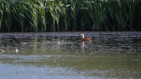 Kars&#039;ta yumurtadan çıkan angut yavruları sulak alanda görüntülendi