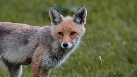 Kars&#039;ta davetsiz misafir tilki, piknikçilerin sofrasına ortak oldu