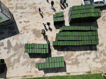 Bingöl'de çiftçilere 390 bin sebze fidesi dağıtıldı