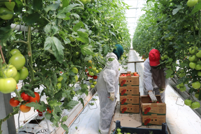 Erzincan&#039;da jeotermal serada üretilen domatesin ilk hasadına başlandı