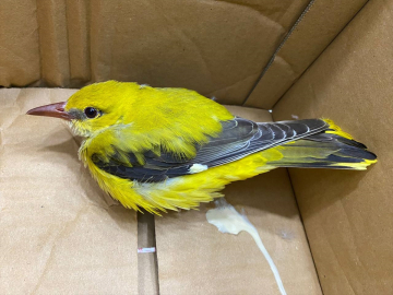 Erzurum&#039;da bitkin bulunan sarıasma, bakımının ardından doğaya bırakıldı