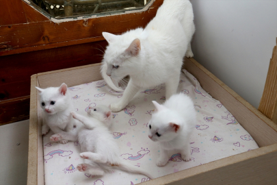 Koruma altındaki Van kedilerinden birinci doğum döneminde 70 yavru elde edildi