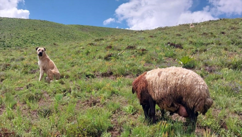 Erzurum&#039;da kayıp Kangal köpeği, arazide doğum yapan koyunla yavrusunu korurken bulundu