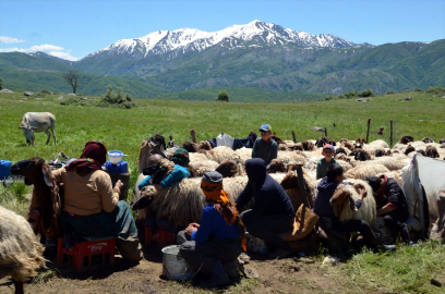Muş&#039;ta konaklayan göçerler, küçükbaş hayvanlardan süt sağımına başladı