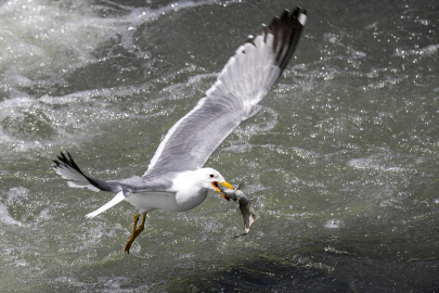 Van&#039;da üniversite öğrencileri "inci kefali nöbeti" tuttu