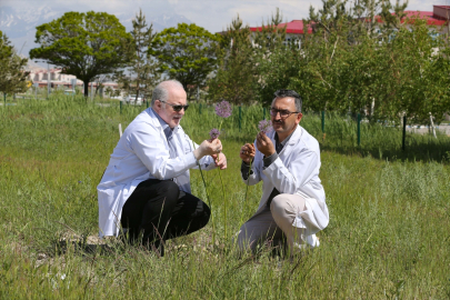 Biyokaçakçıların hedefindeki "dev soğan" bitkileri bilim insanlarının korumasında
