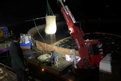 Keban&#039;da somon balığı hasadı yapıldı