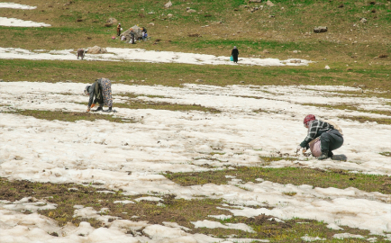 Yöresel ürünlere lezzet katan otlar için 3 bin 400 rakımlı yaylaya çıkıyorlar