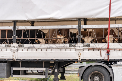 Doğu Anadolu'dan batı illerine gönderilen kurbanlıklar Erzurum'daki istasyonda kontrol ediliyor