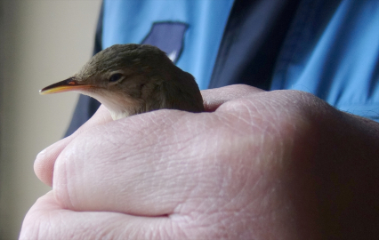 Kars&#039;ta bitkin bulunan kamışçın kuşu tedavi altına alındı