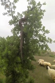 Elazığ&#039;da ağaçta 2,5 metrelik yılan besici tarafından görüntülendi