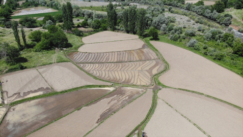 Bitlis&#039;te çiftçilerin çeltik ekim mesaisi sürüyor