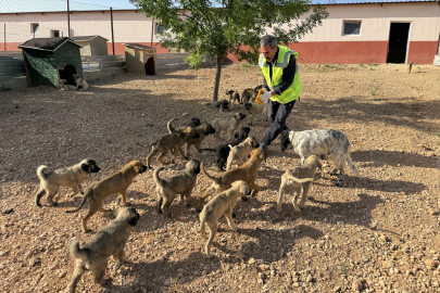 Elazığ&#039;daki bakımevinde 8 yılda 6 bin 18 köpek kısırlaştırıldı