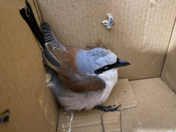 Erzurum&#039;da bakımı tamamlanan kızıl sırtlı örümcek kuşu doğaya salındı