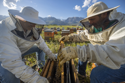 Florası zengin Tunceli&#039;nin Ovacık dağları arıcıları ağırlıyor