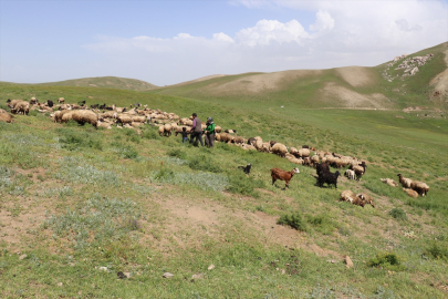 Sürü sahibi kadın, müşterilerinin süt talebine yetişmeye çalışıyor