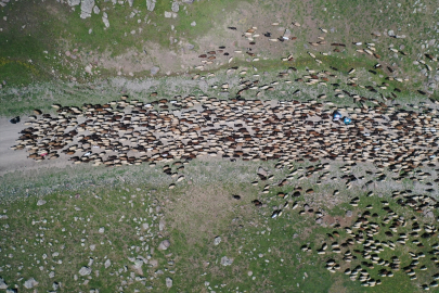 Ağrı&#039;da göçerler Sinek Yaylası&#039;nda çadırlarını kurmaya başladı