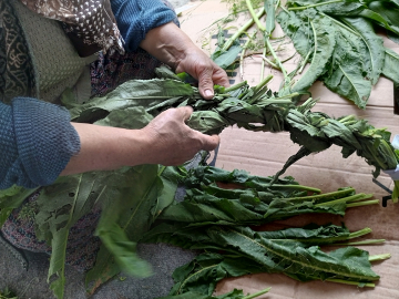 Ağrı&#039;da kadınlar peynir ve kış yemekleri için dağlarda bitki topluyor
