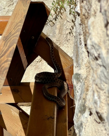Elazığ&#039;da tarihi caminin avlusuna giren yılan itfaiye ekibince yakalandı