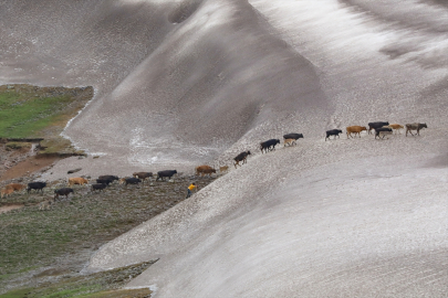 Iğdır&#039;da göçerler karlı arazileri aşıp yaylaya gidiyor