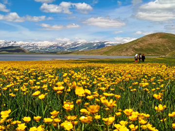 Van&#039;da yaylalar sarı çiçeklerle kaplandı