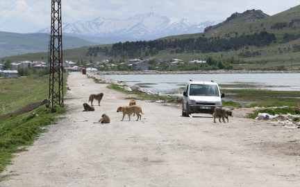 Köpek saldırısında ölen çocuğun ailesi yasal düzenleme istiyor