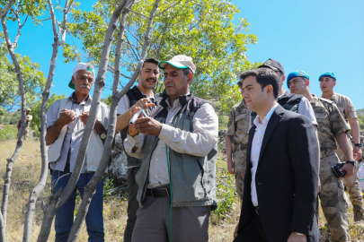 Bingöl'de 3 bin menengiç ağacına fıstık aşısı yapıldı