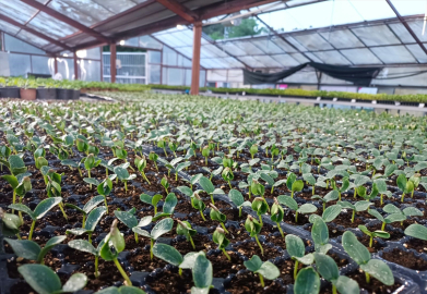 Malatya Ziraat Okulu&#039;nda tavuk ile sebze fidesi yetiştiriliyor