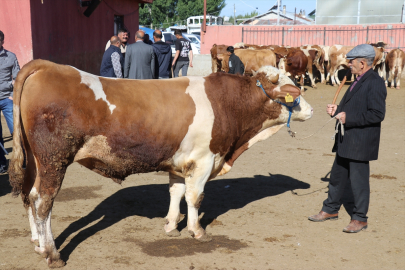 Erzurum, Kars ve Ağrı'dan farklı illere 87 bin 45 kurbanlık gönderildi