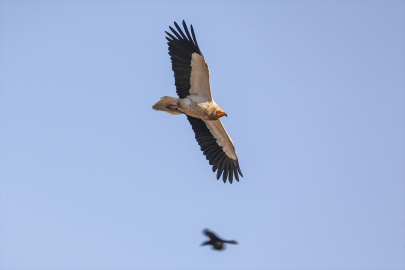 Iğdır&#039;da nesli tehlike altındaki küçük akbabalar görüntülendi