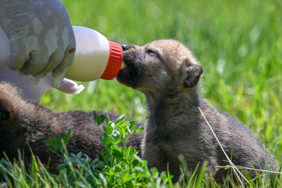 Anneleri ölen 20 günlük kurt yavruları biberonla besleniyor