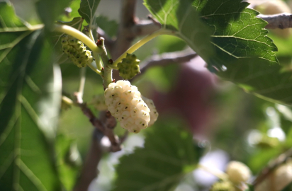 Erzurum&#039;un örnek dut bahçesinden 2 ton pekmez üretimi hedefleniyor