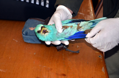 Muş&#039;ta yaralı gökkuzgunu tedaviye alındı