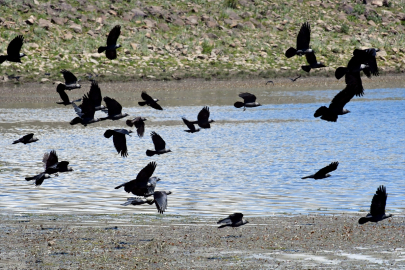 Kars&#039;taki Asboğa Gölü yerli ve yabancı kuş gözlemcilerine ev sahipliği yapıyor