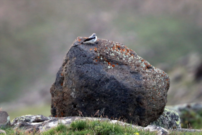Iğdır&#039;ın dağlık bölgelerinde 110&#039;dan fazla kuş türü yaşıyor