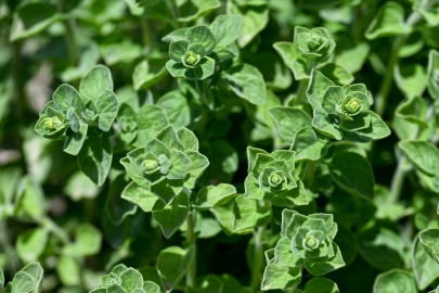 Otlu peynire lezzet katan kekik türleri koruma altında