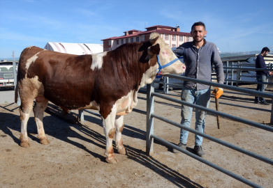 Kars&#039;ta kurbanlık alışverişi hareketliliği