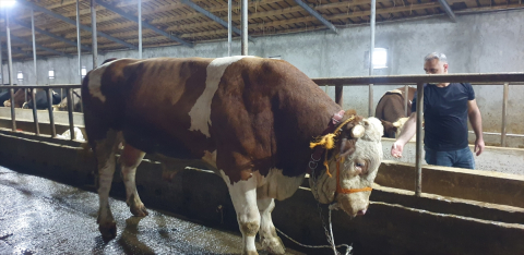 Ağrı, Ardahan ve Erzincan'da kurbanlık alışverişi hareketliliği