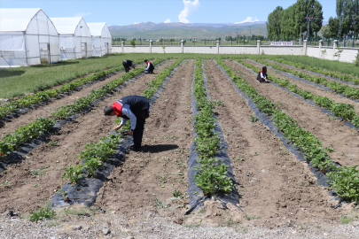 Ağrı&#039;daki Çiftçi Eğitim Merkezi&#039;nde üreticilere çilek yetiştiriciliği de öğretiliyor