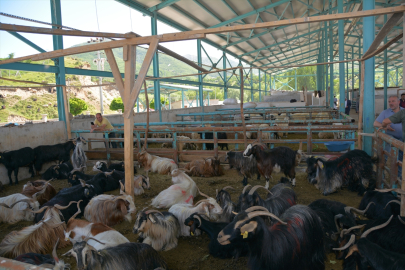 Hakkari ve Bitlis&#039;te besicilerin kurbanlık mesaisi devam ediyor