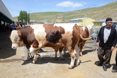 Kars'ta hayvan pazarlarında arife yoğunluğu yaşanıyor