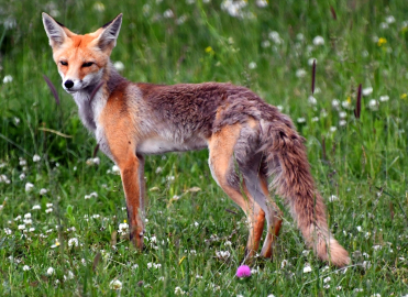 Kars’ta kızıl tilki ve sincaplar yaşam alanlarında görüntülendi