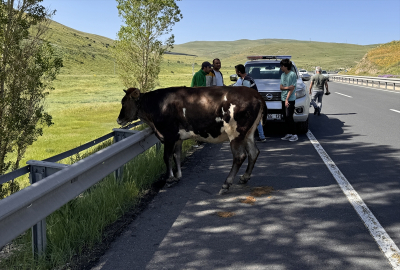 Erzurum&#039;da kaçıp kara yolunda tehlike oluşturan kurbanlığı sürücüler yakaladı