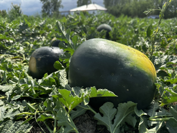 Iğdır&#039;da bin dekar alanda 10 bin ton kara karpuz üretiliyor