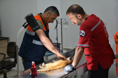 Bitlis'te sıkıştığı ot biçme makinesinde ön ayakları kopan kedi ameliyat edildi