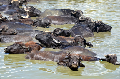 Muş&#039;ta çobanlar sıcaktan bunalan mandaları nehir, gölet ve sulama kanallarında serinletiyor