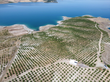 Elazığ&#039;da 5 yılda 200 bini aşkın badem fidanı toprakla buluşturuldu