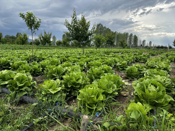 Iğdır&#039;da teşvik ve desteklerle sebze yetiştiriciliği artıyor
