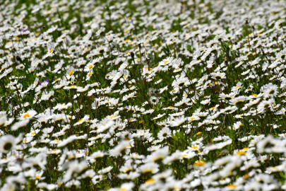Papatyaların açtığı Sarıkamış'ın doğası fotoğraf tutkunlarını ağırlıyor